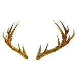 Golden Woods Antlers