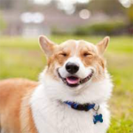 DOGS AND OREOS