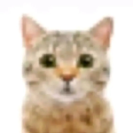 sushi cat rolls