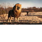 Lions Majesty Palace