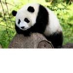 Panda World Productions