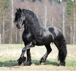 Equestrian Reins Academy