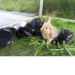 Fluffyiscute