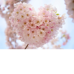 Blossoming Kween