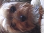 My dog is a dog and a dog