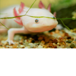 The axolotl Super Army