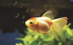GOLDEN_FISCH