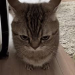 bug fan group for yt