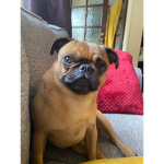 Pug heaven group