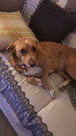 DogQueensSlay
