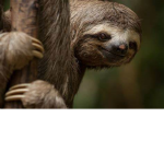 #sloth.teamm.S.and.R