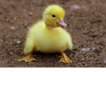Clone ducks