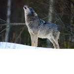 Savage wolves