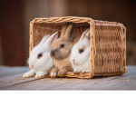 Bunnies Amazing Fan Group!