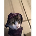Noor the chubby cat