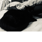 Old fashion cat