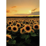 ∙Silver Sunflowers∙