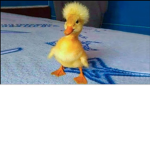 Ducky army quack