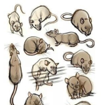 rats group <3