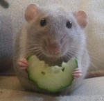 Rat Dawn