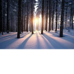 The Winter's Cafe®