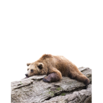 Clarebeargumybear