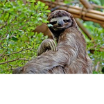 Sloths4ever
