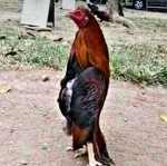 Cacatúa Games