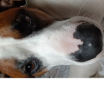 The elegance of my dog