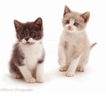 Cats are Paw-some!