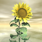 Sunflower Studios!