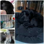 Bella and the bunny's and dogs