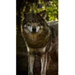The Wolves!!