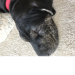 Bear the dog2