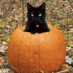 PUMPKIN PUM