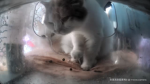Your big fat cat