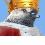 crazy pigeon