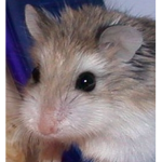 Hamster LOVE!!!!!!!!!!