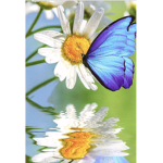 Daisy Butterflies