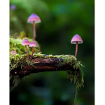 cute, nature and more!
