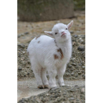 The Goat Fan Group