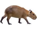 Capy Gang