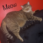 G Cats