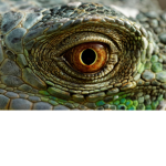 Reptilian Ancestry