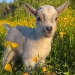 Be a Goat icon