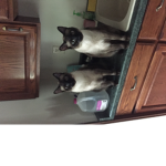 CatKing Corp