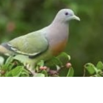 Official Bird Clan