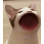The propcat dudes