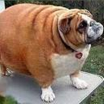 big dog and cat