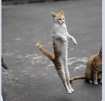 猫軍団のグループ